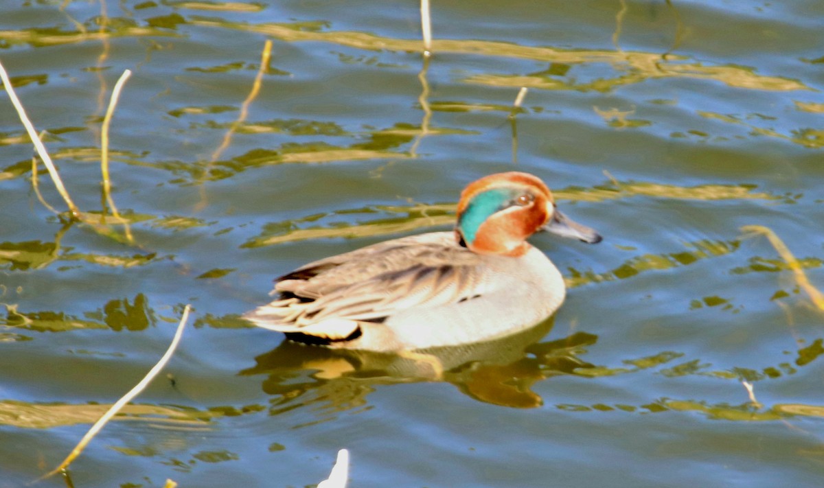 Green-winged Teal - ML401023311