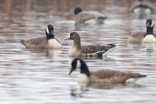 Greater White-fronted Goose, ML401025331