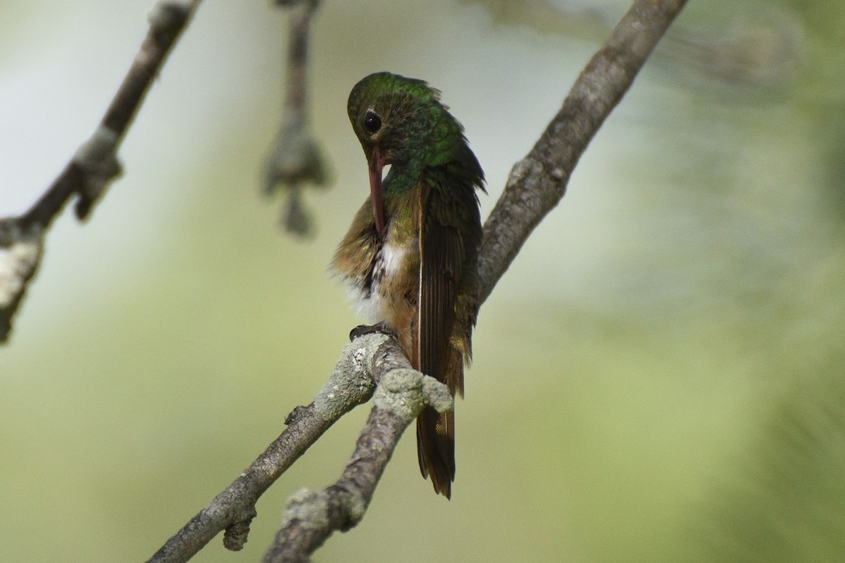 Buff-bellied Hummingbird - ML40102541