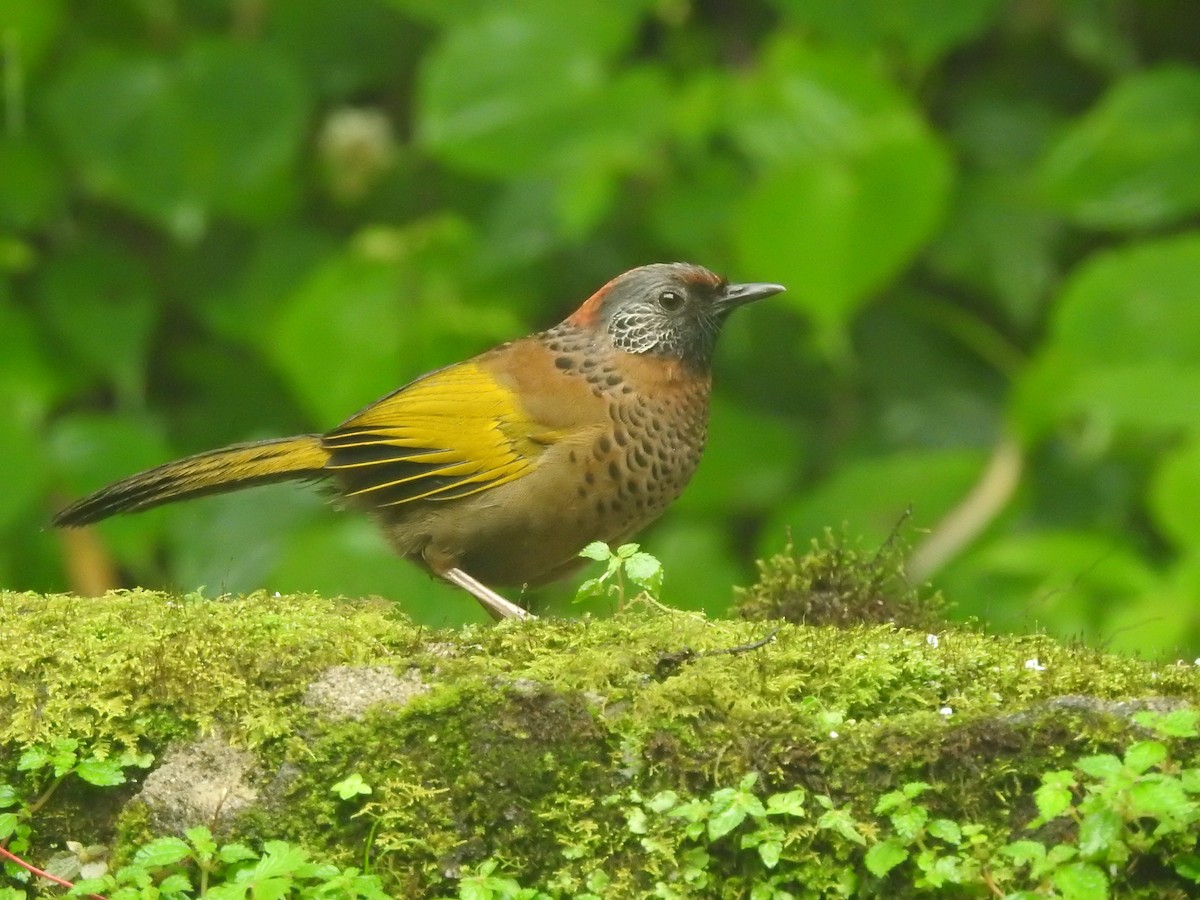 Chestnut-crowned Laughingthrush - ML401029171