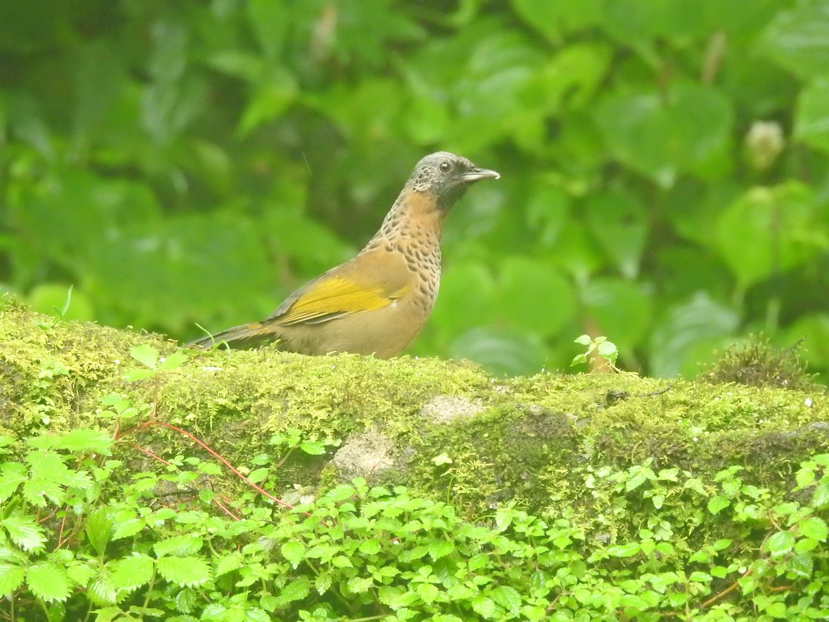 Chestnut-crowned Laughingthrush - ML401029241