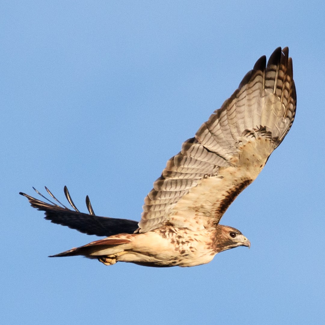Red-tailed Hawk - Shayna Marchese