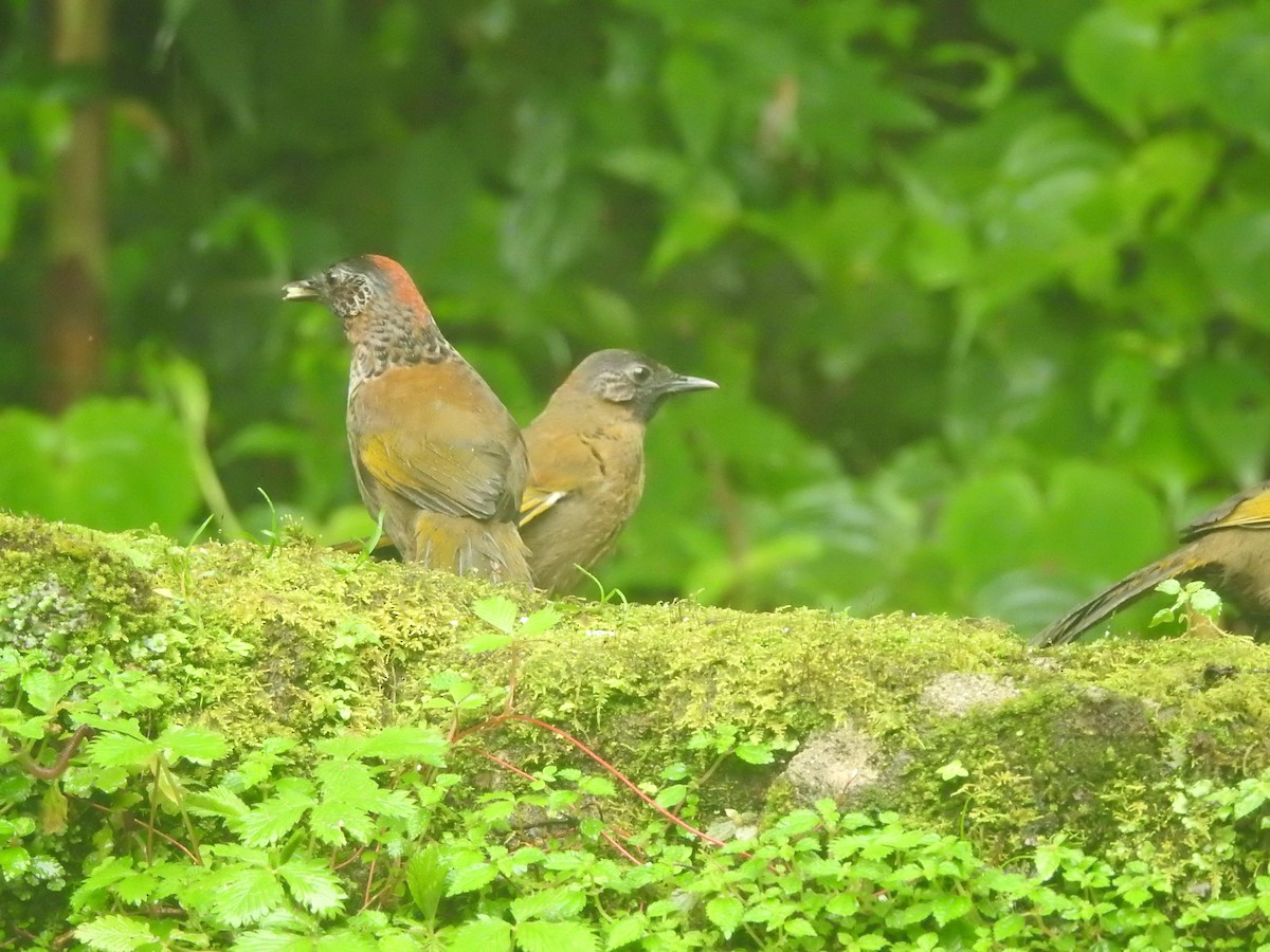 Chestnut-crowned Laughingthrush - ML401029331