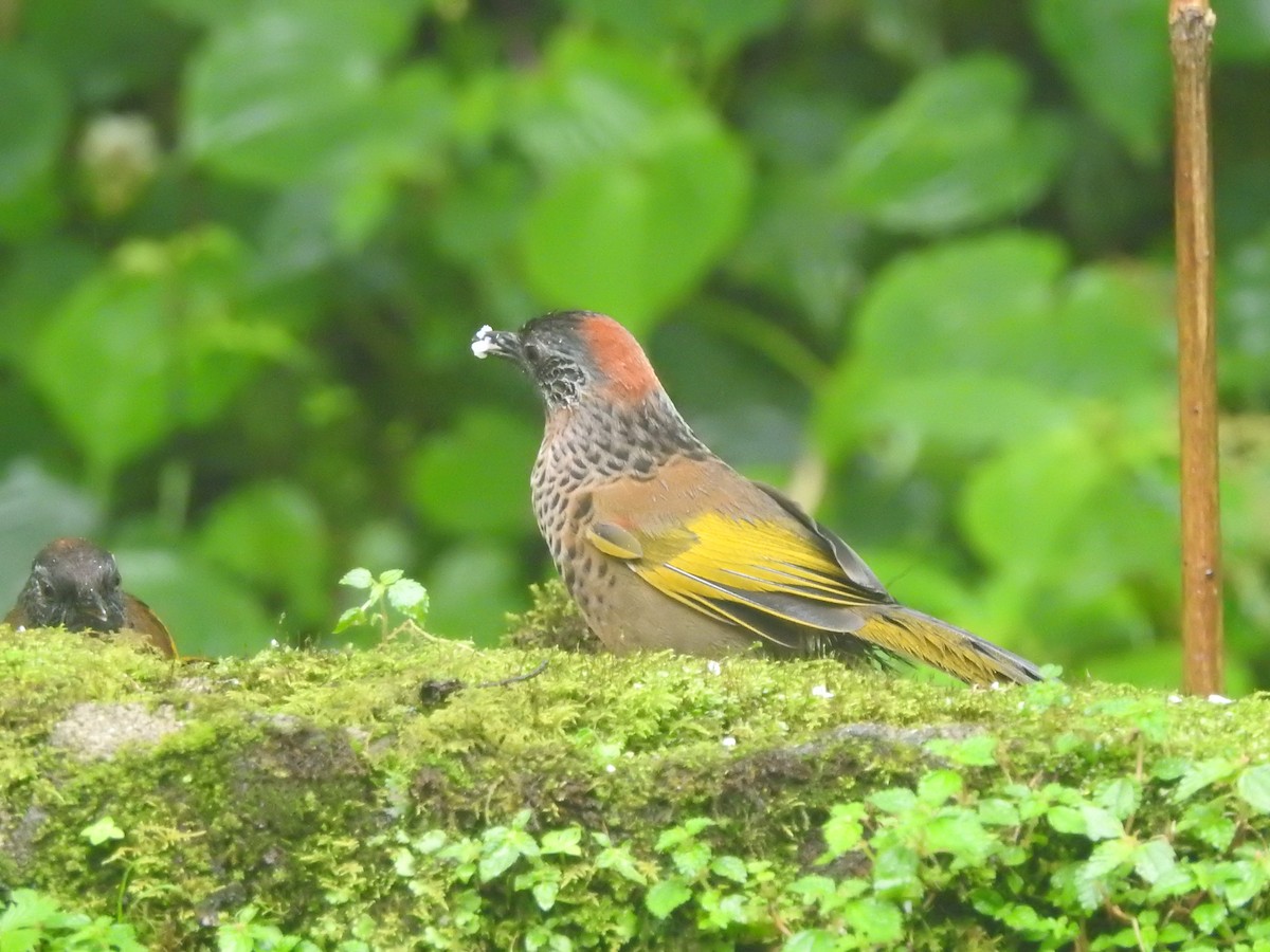 Chestnut-crowned Laughingthrush - ML401029461