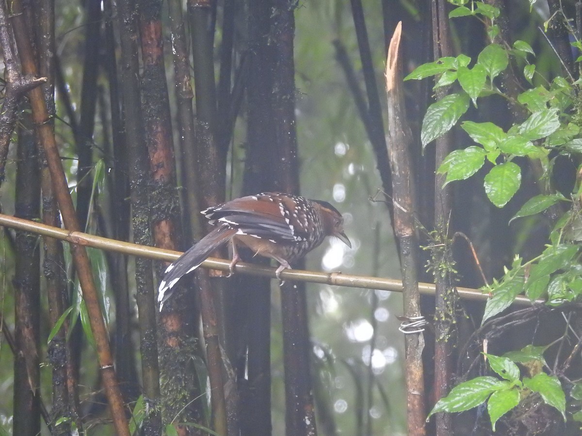 Spotted Laughingthrush - ML401029811