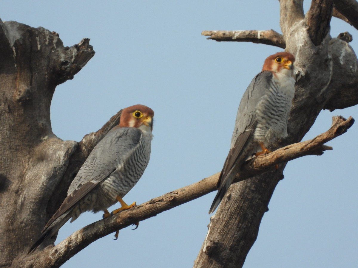Red-necked Falcon - Lakshmikant Neve