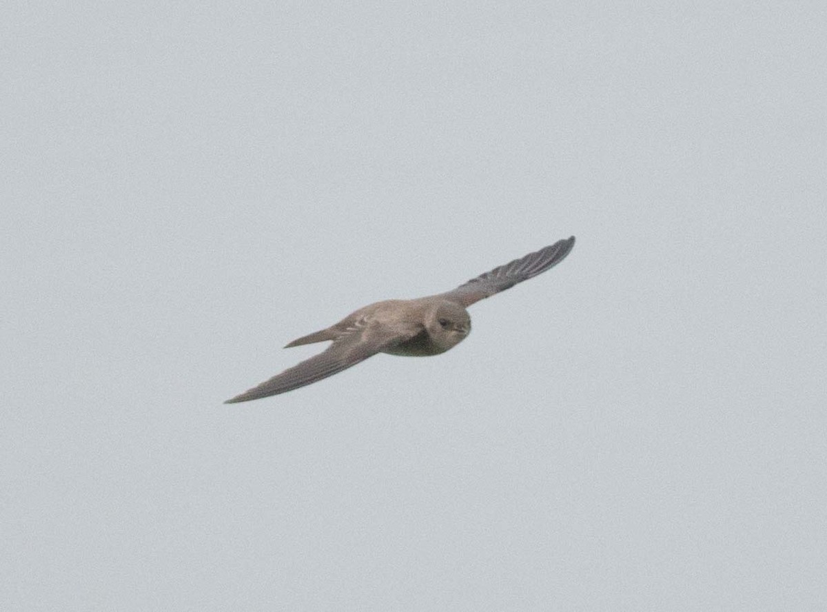 Northern Rough-winged Swallow - stevan brad