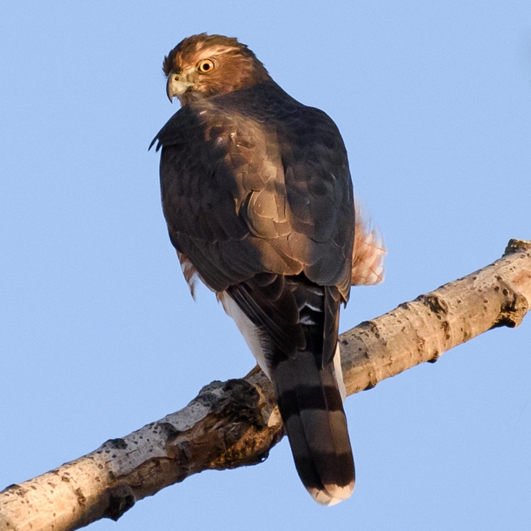 Cooper's Hawk - Shayna Marchese