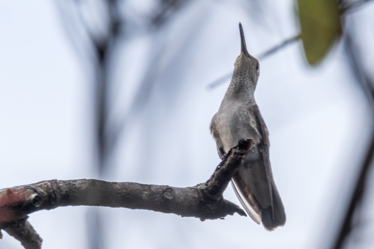 Spot-throated Hummingbird - Jesse Huth