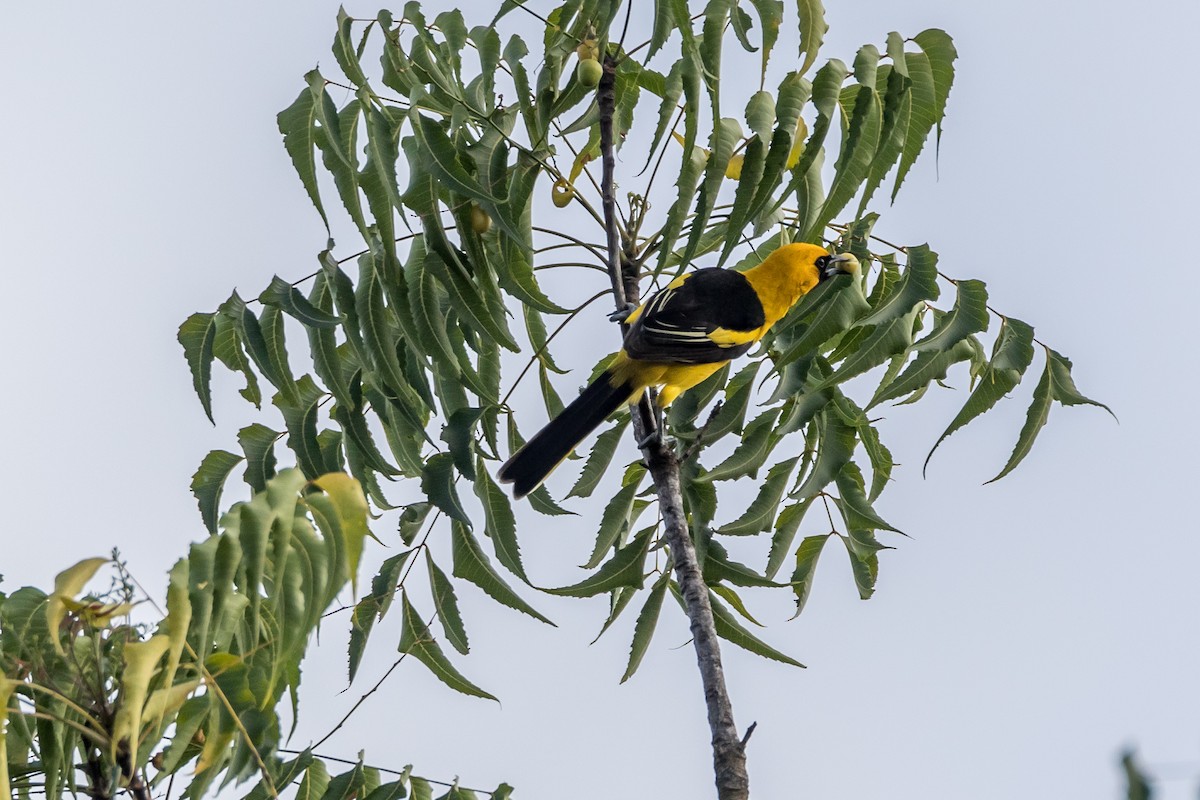 Yellow-tailed Oriole - ML40104411