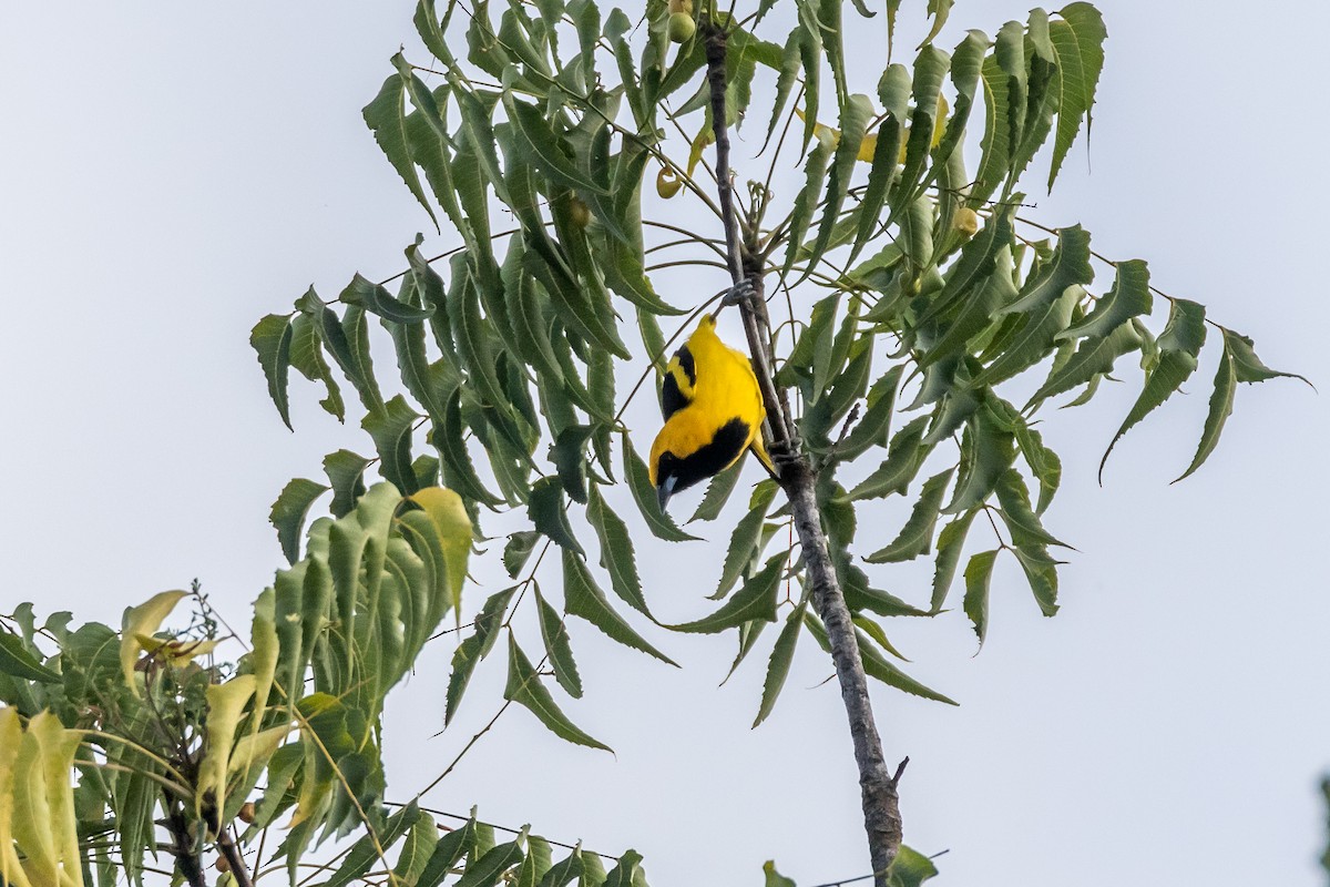 Yellow-tailed Oriole - ML40104431