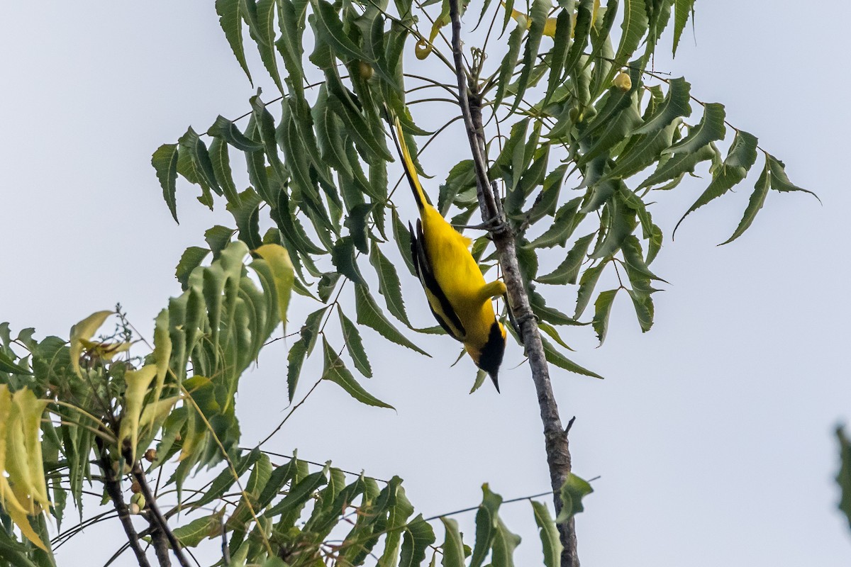 Yellow-tailed Oriole - ML40104441