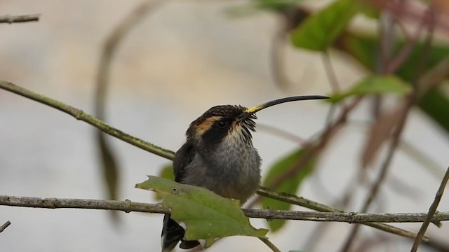 Scale-throated Hermit - ML401047691