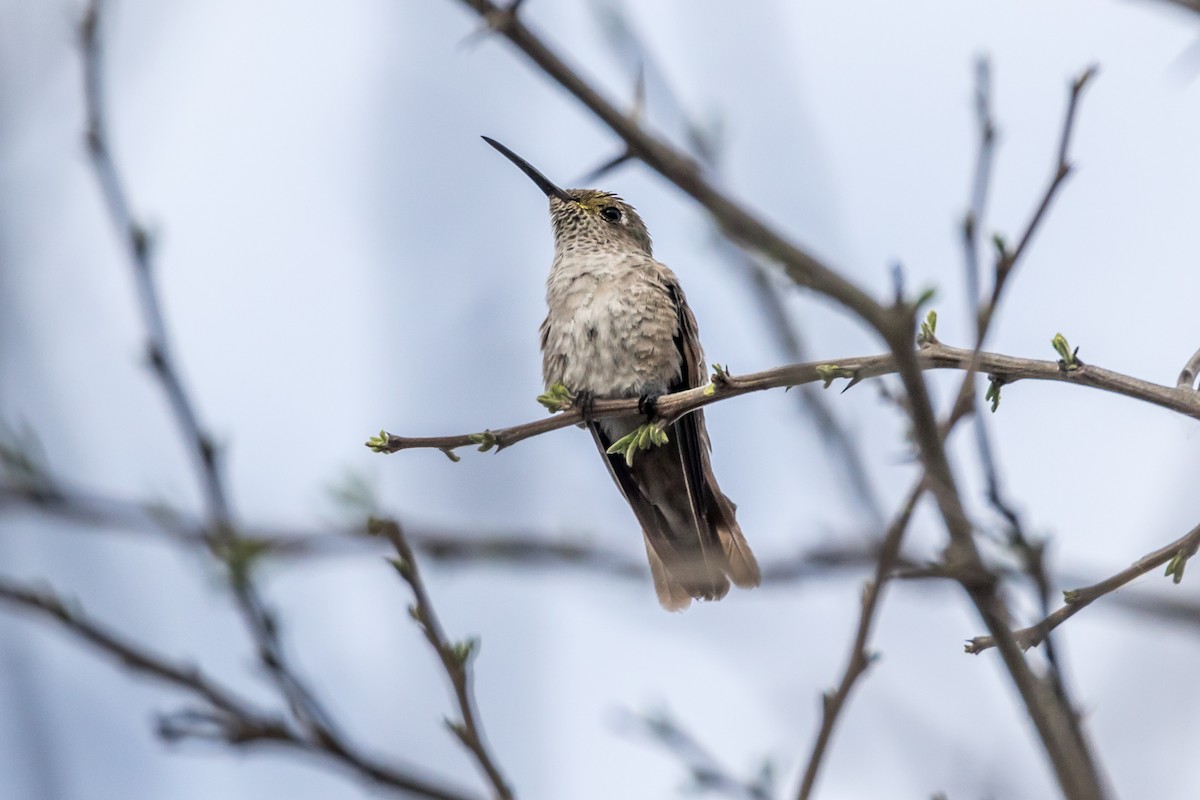 Spot-throated Hummingbird - Jesse Huth