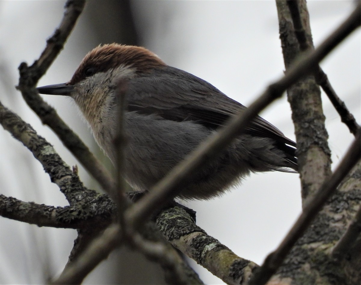 Brown-headed Nuthatch - ML401052531