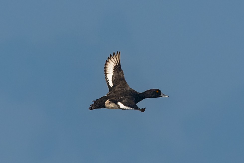 Tufted Duck - ML401056601