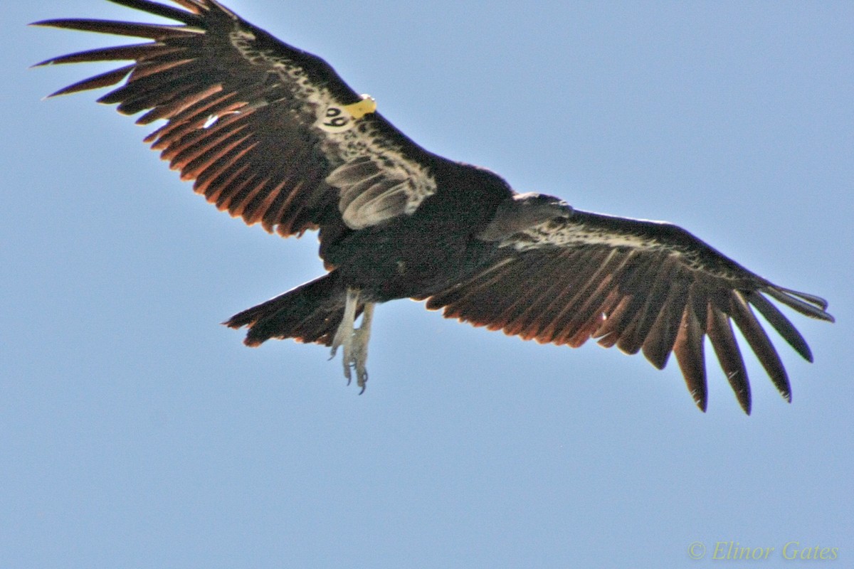 California Condor - ML40106031