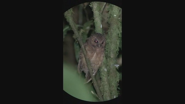 Rufescent Screech-Owl (Colombian) - ML401062011
