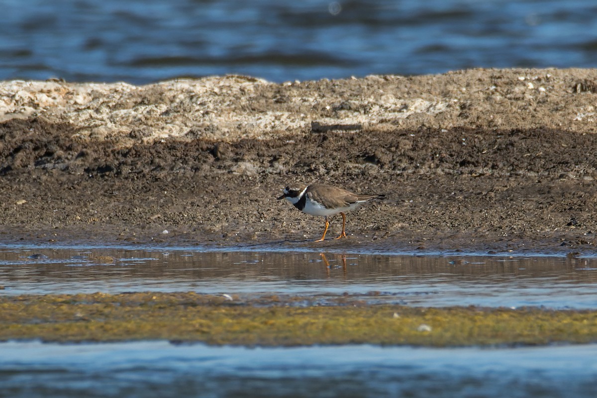 Common Ringed Plover - ML401063651