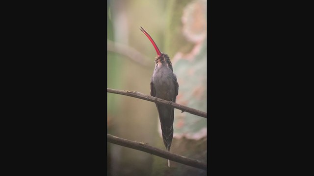 kolibřík šedobřichý - ML401064551