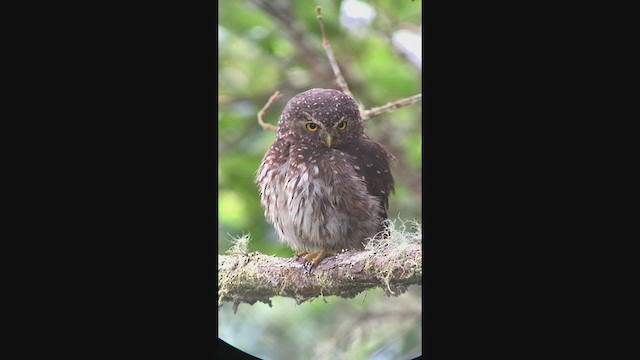 Andean Pygmy-Owl - ML401066141