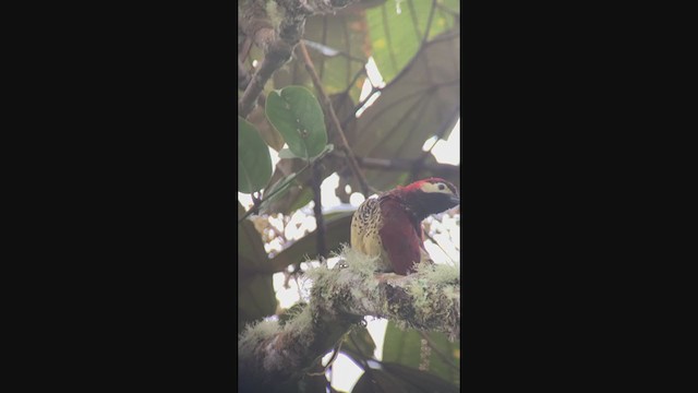 Crimson-mantled Woodpecker - ML401069311