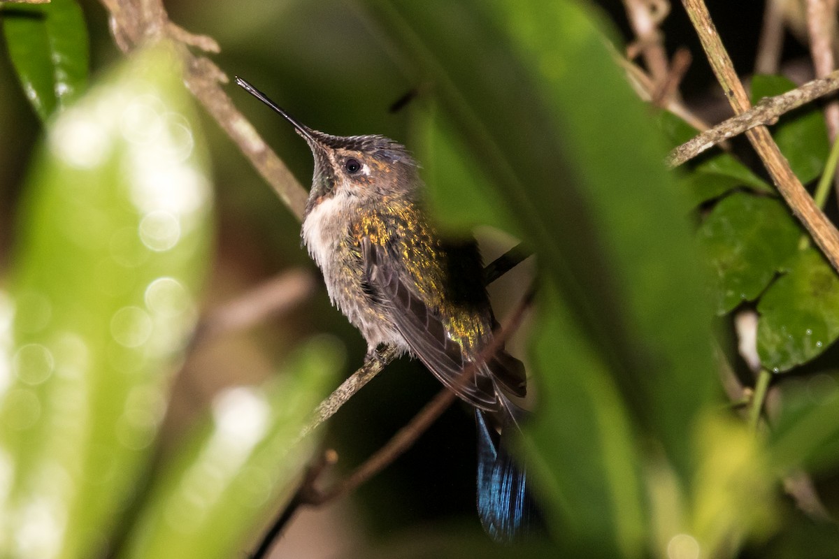 kolibřík podivuhodný - ML40107321
