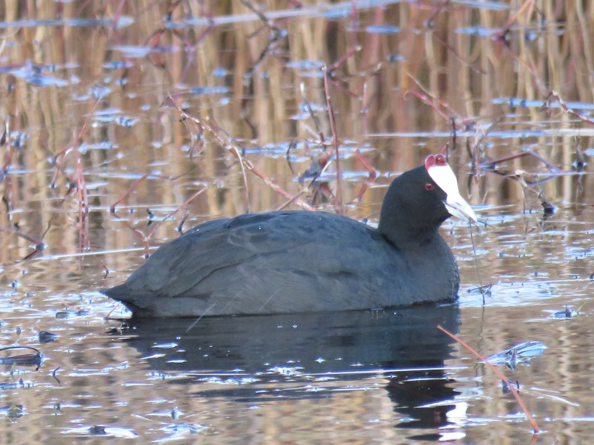 Red-knobbed Coot - ML401075761