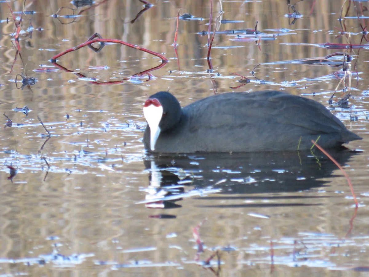 Red-knobbed Coot - ML401075991