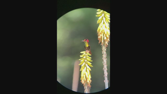 kolibřík červenohlavý - ML401080061