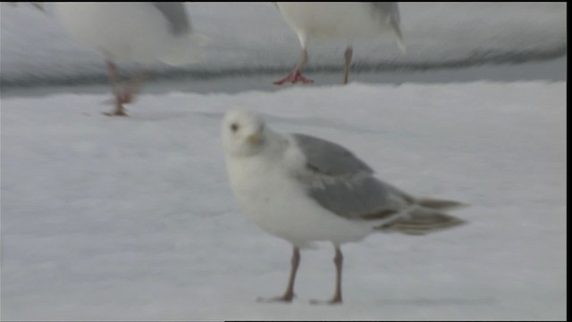 Белая чайка - ML401084