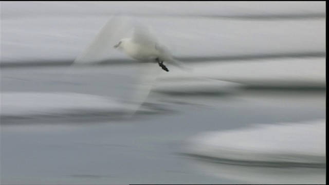 Белая чайка - ML401088