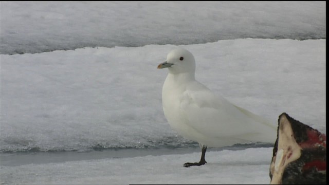 Белая чайка - ML401089