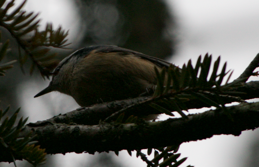 Red-breasted Nuthatch - ML401089781