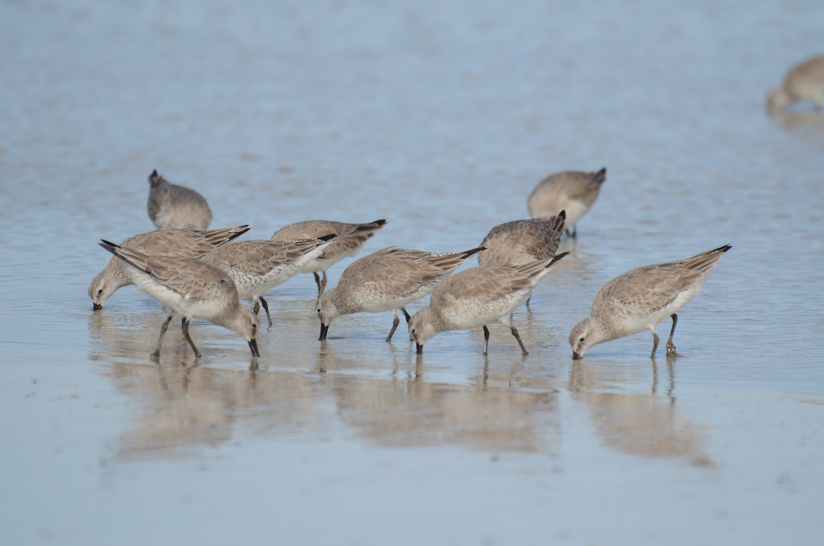 Red Knot - ML401091981