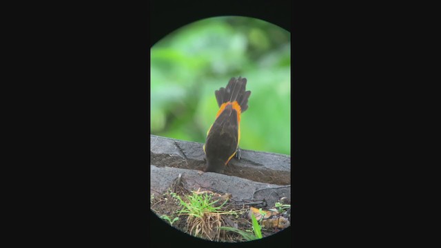 Flame-rumped Tanager - ML401091991