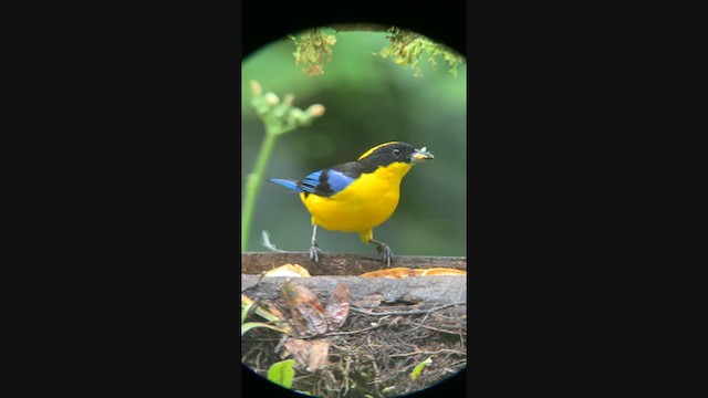 Blue-winged Mountain Tanager - ML401092501