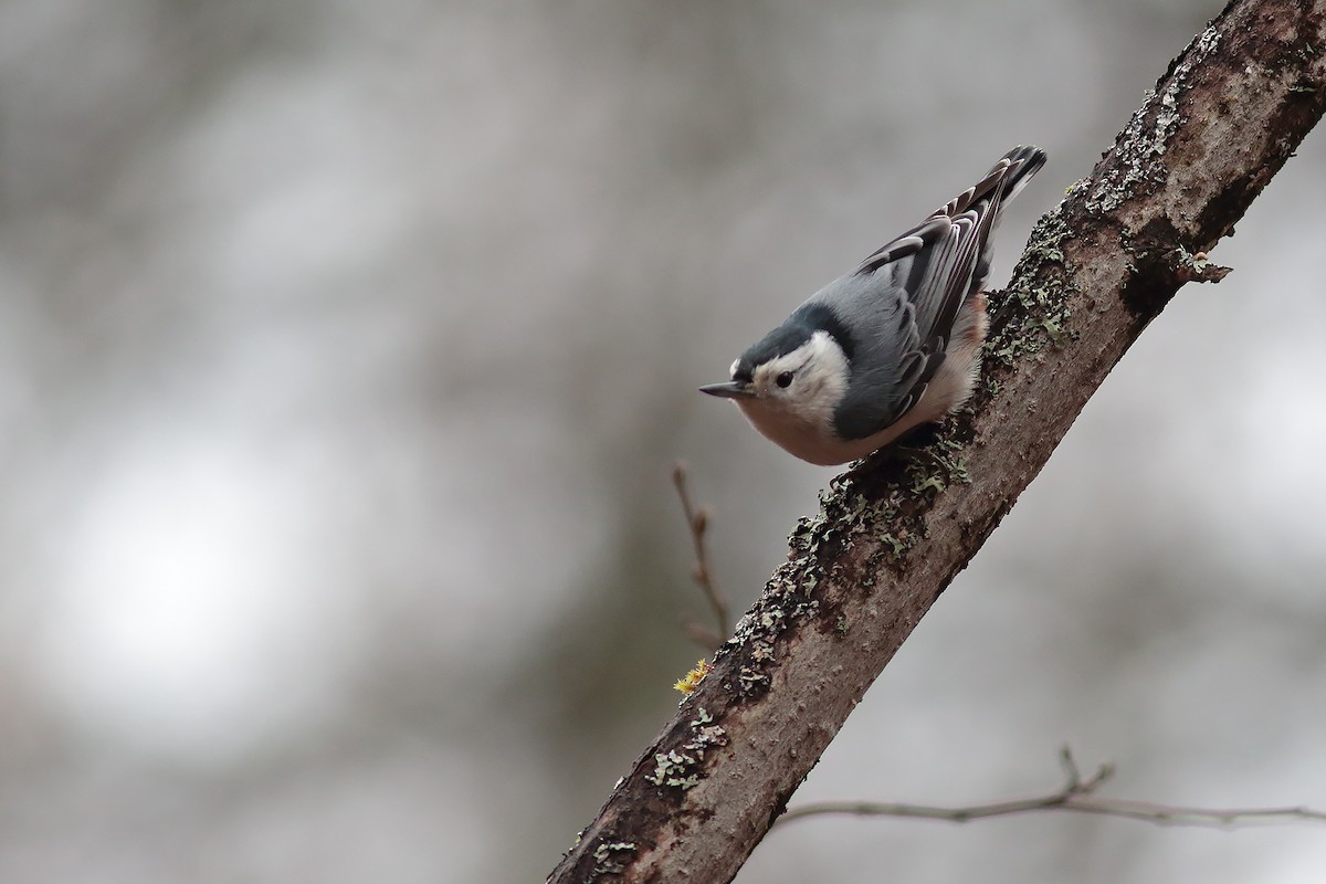 White-breasted Nuthatch - bellemare celine