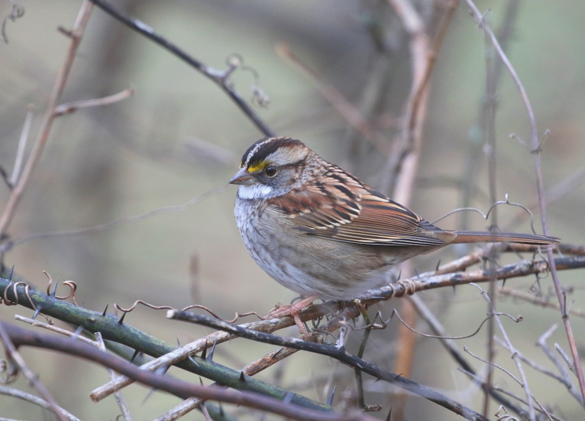 White-throated Sparrow - ML401096681