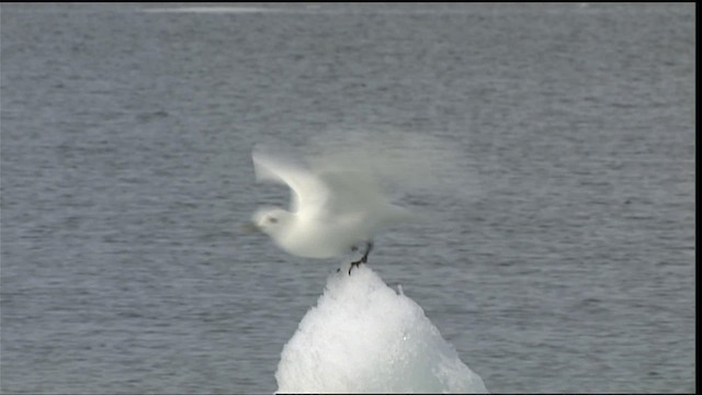 Белая чайка - ML401101