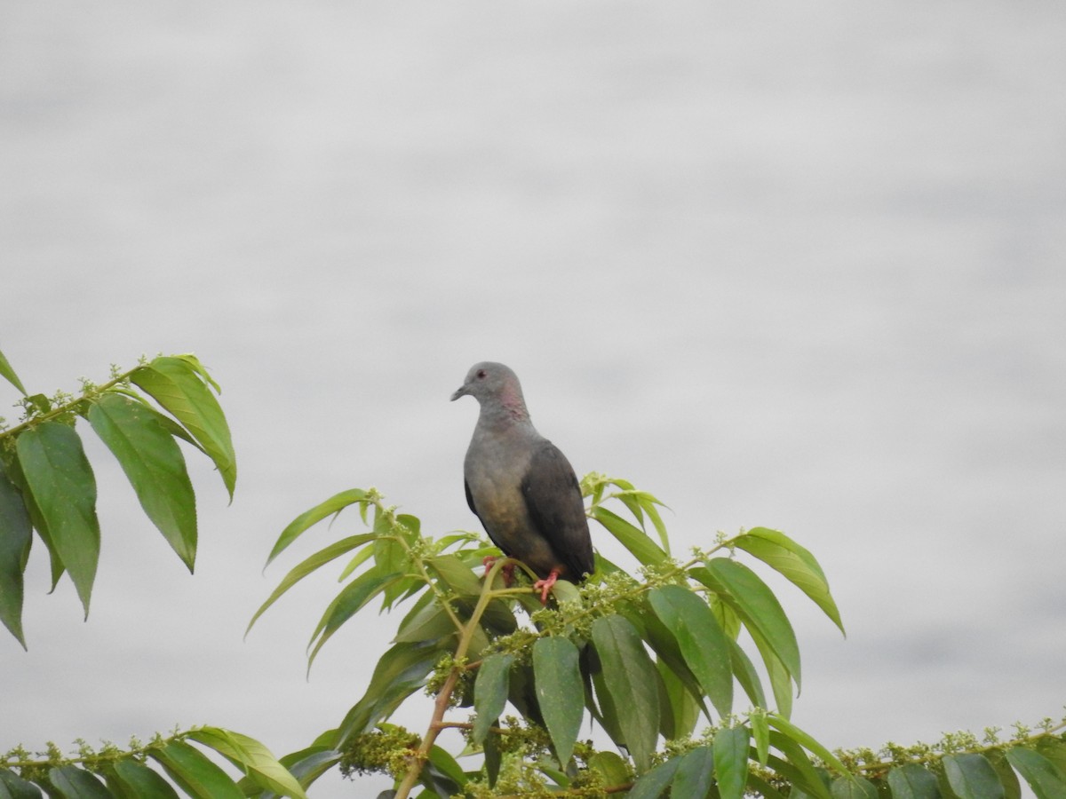 Sao Tome Pigeon - ML401102001