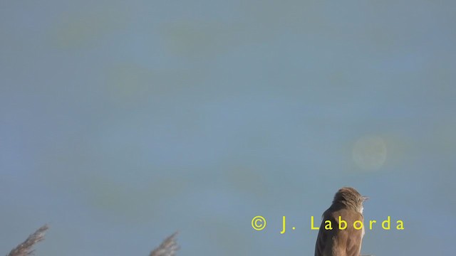 Great Reed Warbler - ML401102981