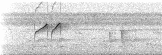 Тиран-карлик амазонійський - ML401107281