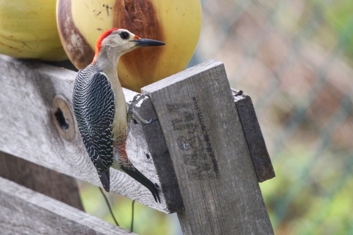 Golden-fronted Woodpecker - ML401114071