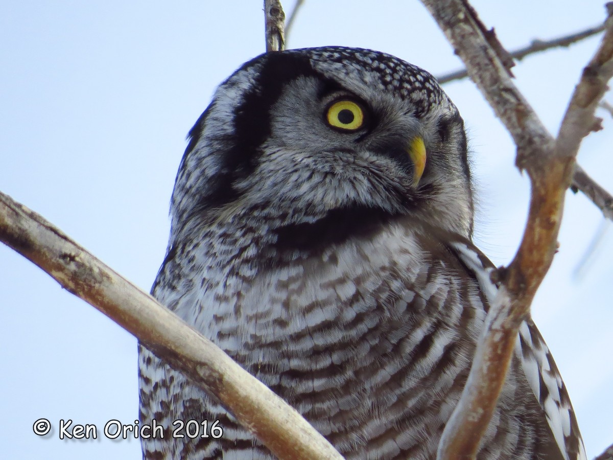 Northern Hawk Owl (American) - Ken Orich