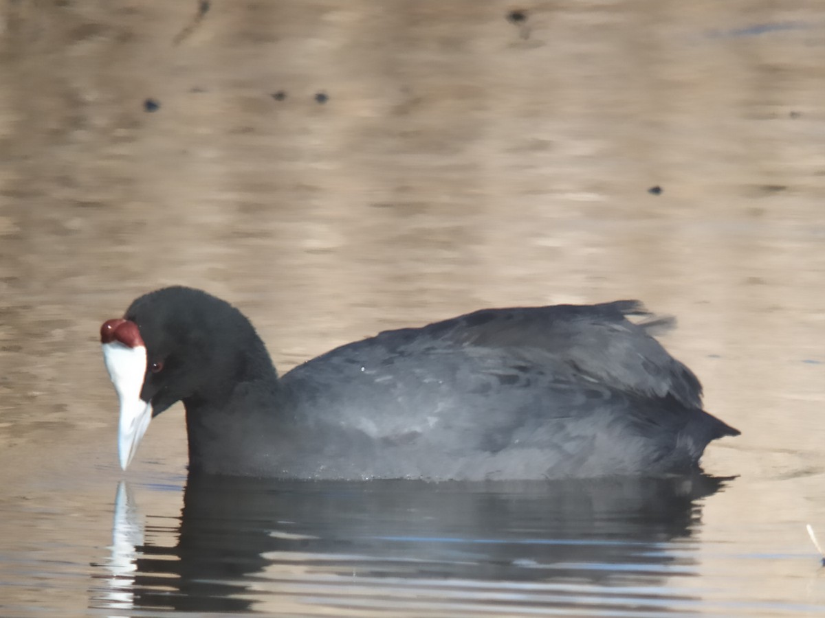 Red-knobbed Coot - ML401120041