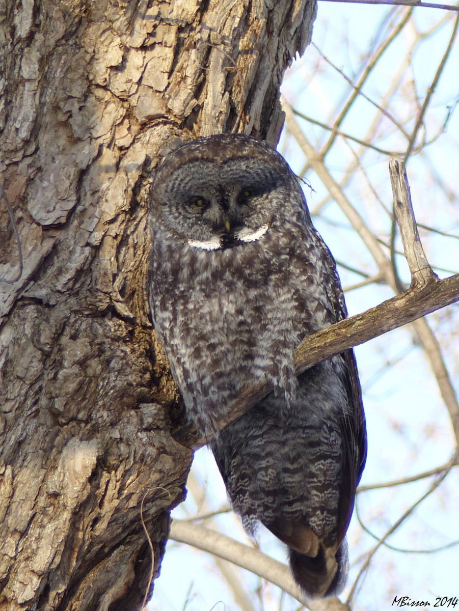 Great Gray Owl - Micheline Bisson