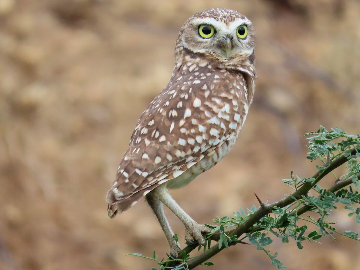 Burrowing Owl - Thore Noernberg