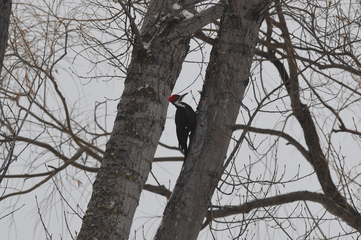 Pileated Woodpecker - ML401125761