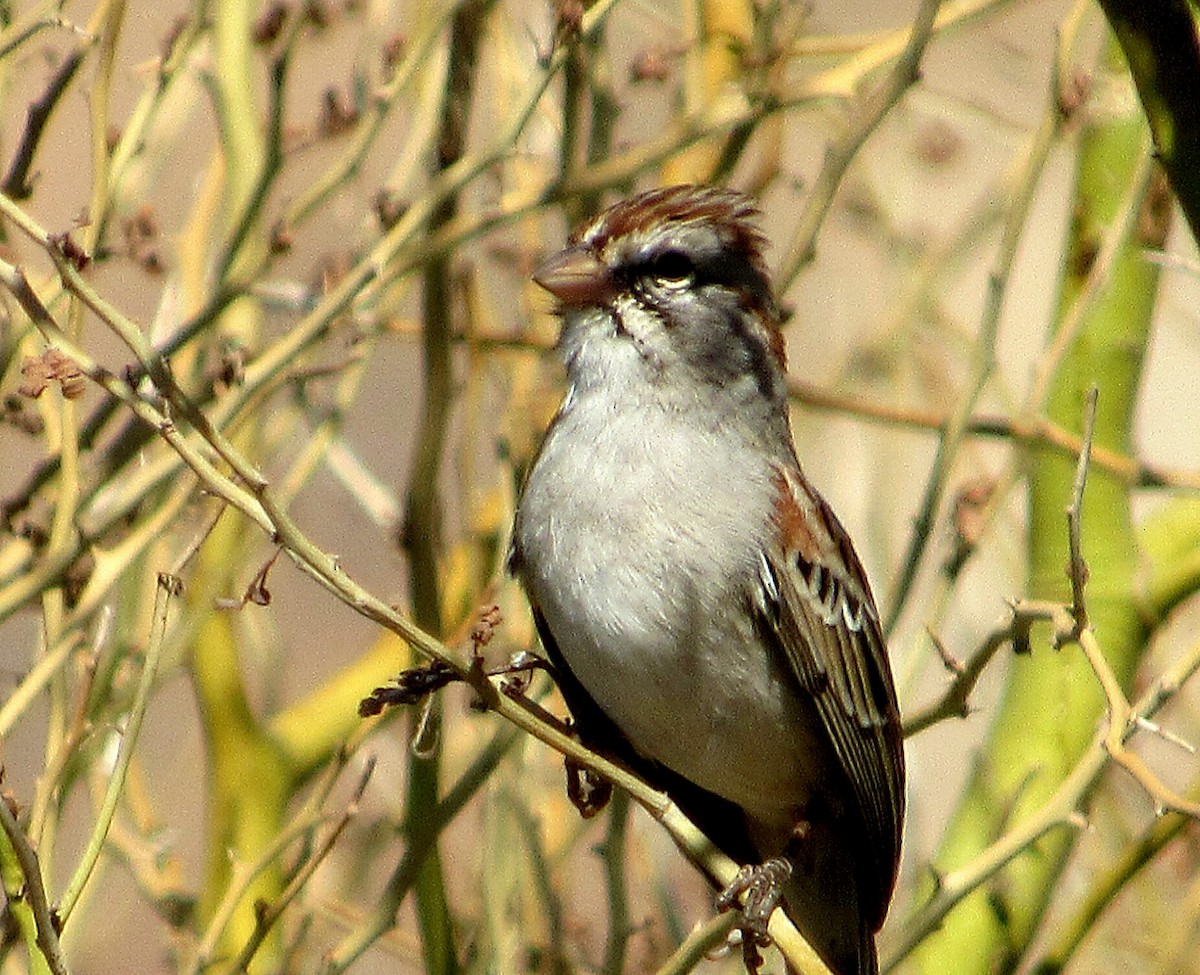 Rufous-winged Sparrow - Mary Tannehill